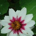 Zinnia x 'Zahara Starlite' fleur
